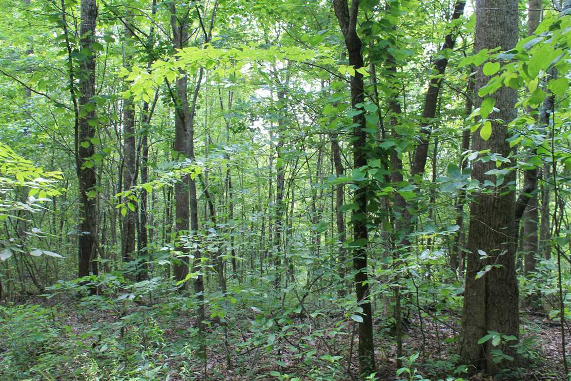 104.22 acres in Jackson County, Tennessee Real estate listing