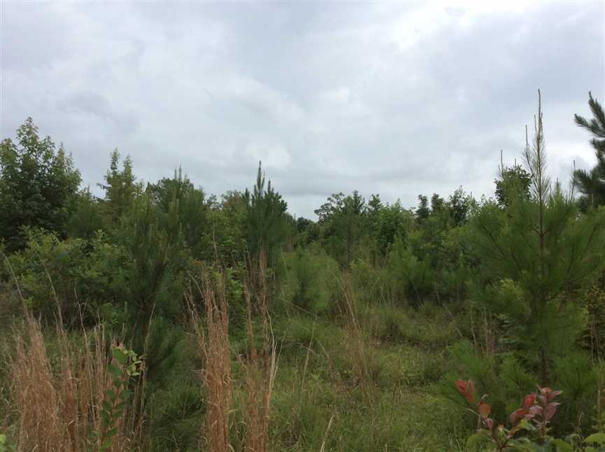 Military Road SW Tract, Winn Parish, 79 Acres +/- Real estate listing