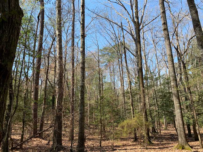 17 Acres of Recreational land for sale in Marion, union County, Louisiana