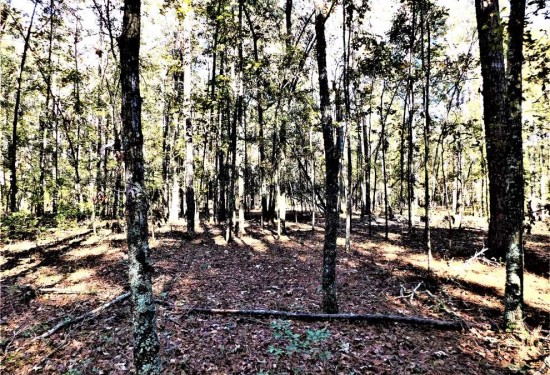 11.85 Acres of Land for Sale in orangeburg County South Carolina