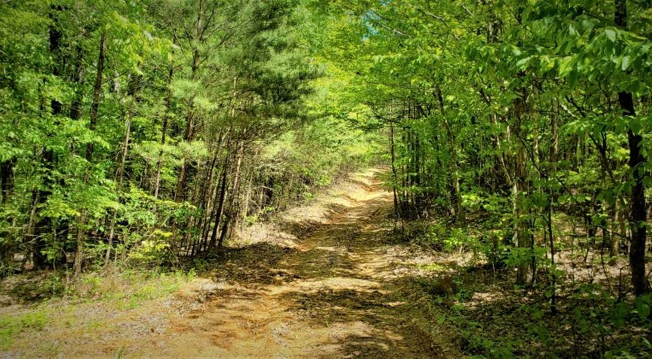 255 AC MORRISON CREEK FARM. MIXED PINE AND HARDWOOD. GOOD ROAD INTO PROPERTY. LOTS OF DEER AND TURKEY. ROLLING HILLS.  SELECT CUT HARWOOD.  ROAD FRONTAGE Real estate listing