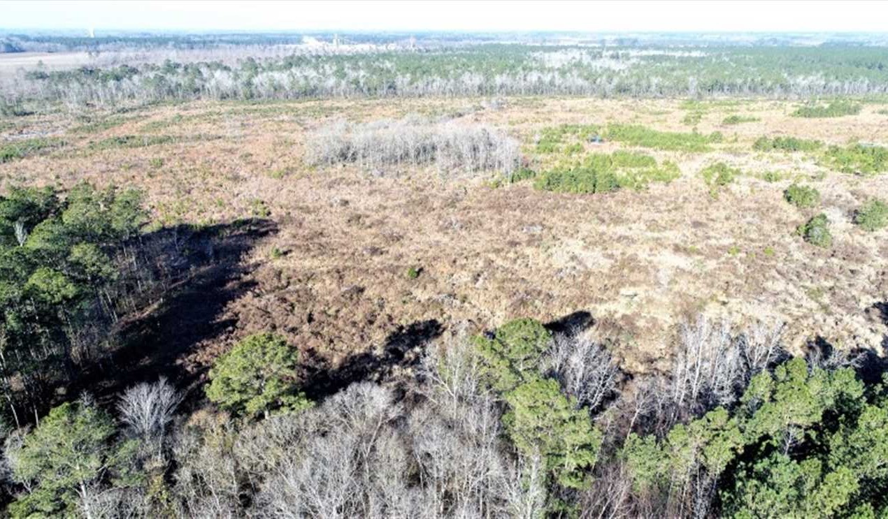 166 acres of Timberland For Sale in Pitt County NC! Real estate listing