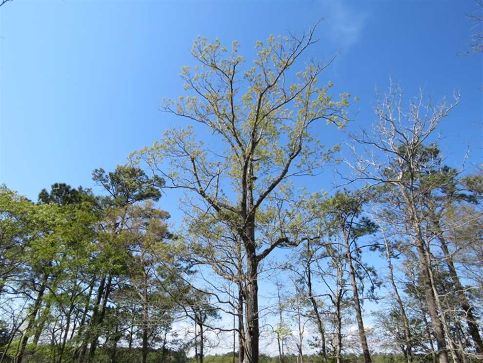 Land for sale at 3006 Blue Drive