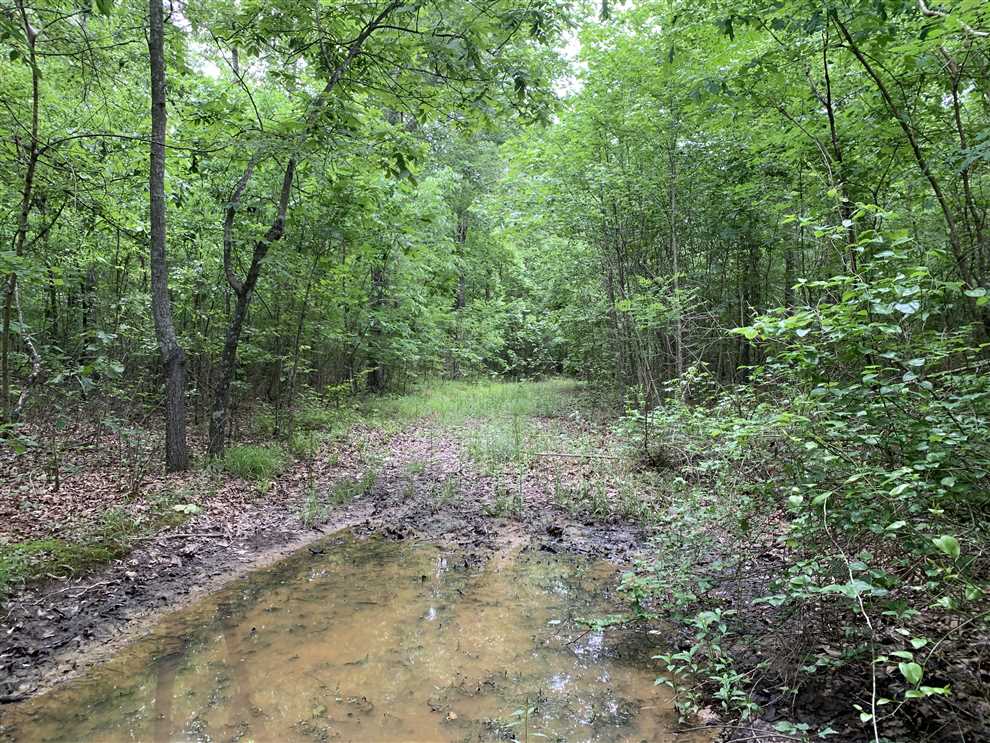 Timberland real estate available to buy