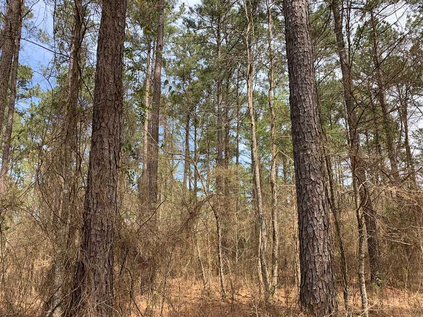 Houses and land for sale in Louisiana