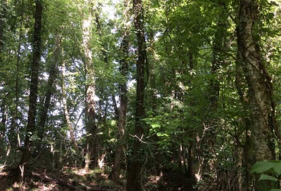 46.69 Acres of Land for Sale in grant County Louisiana