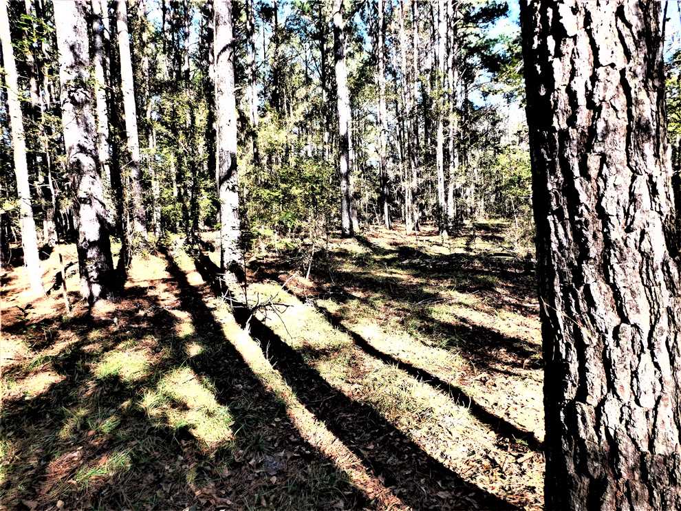 orangeburg County, South Carolina property for sale