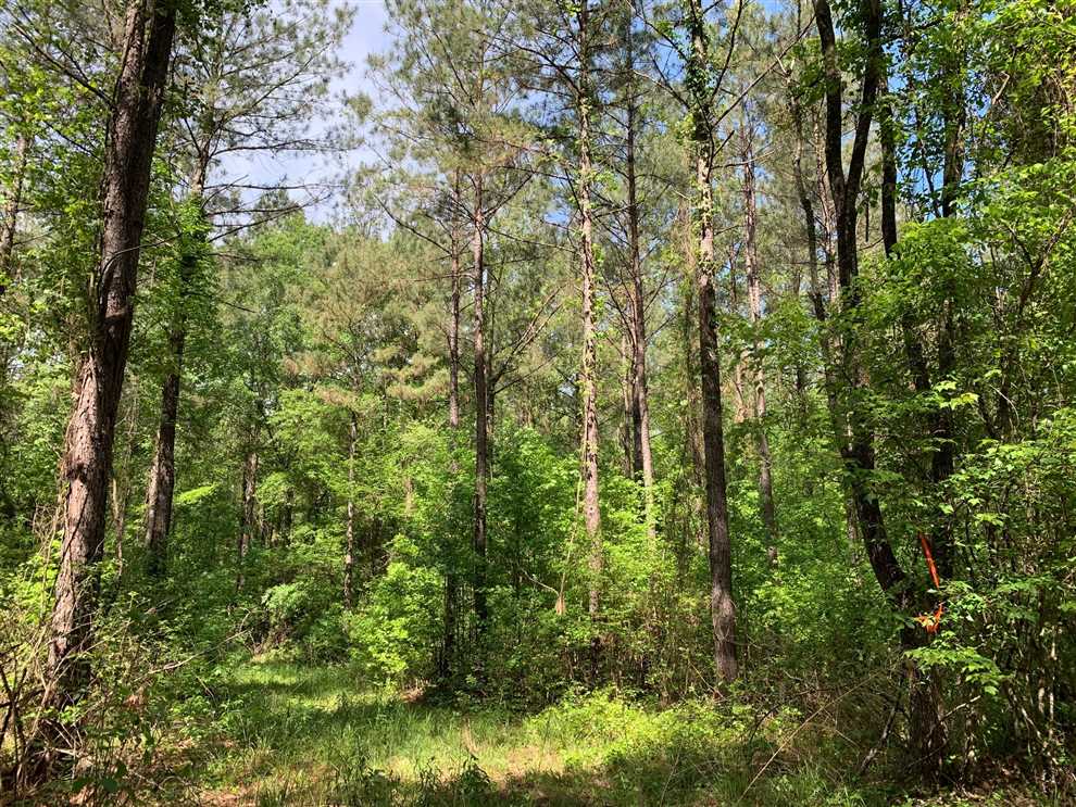 Hico Tract, Lincoln Parish, 80 Acres +/- Real estate listing
