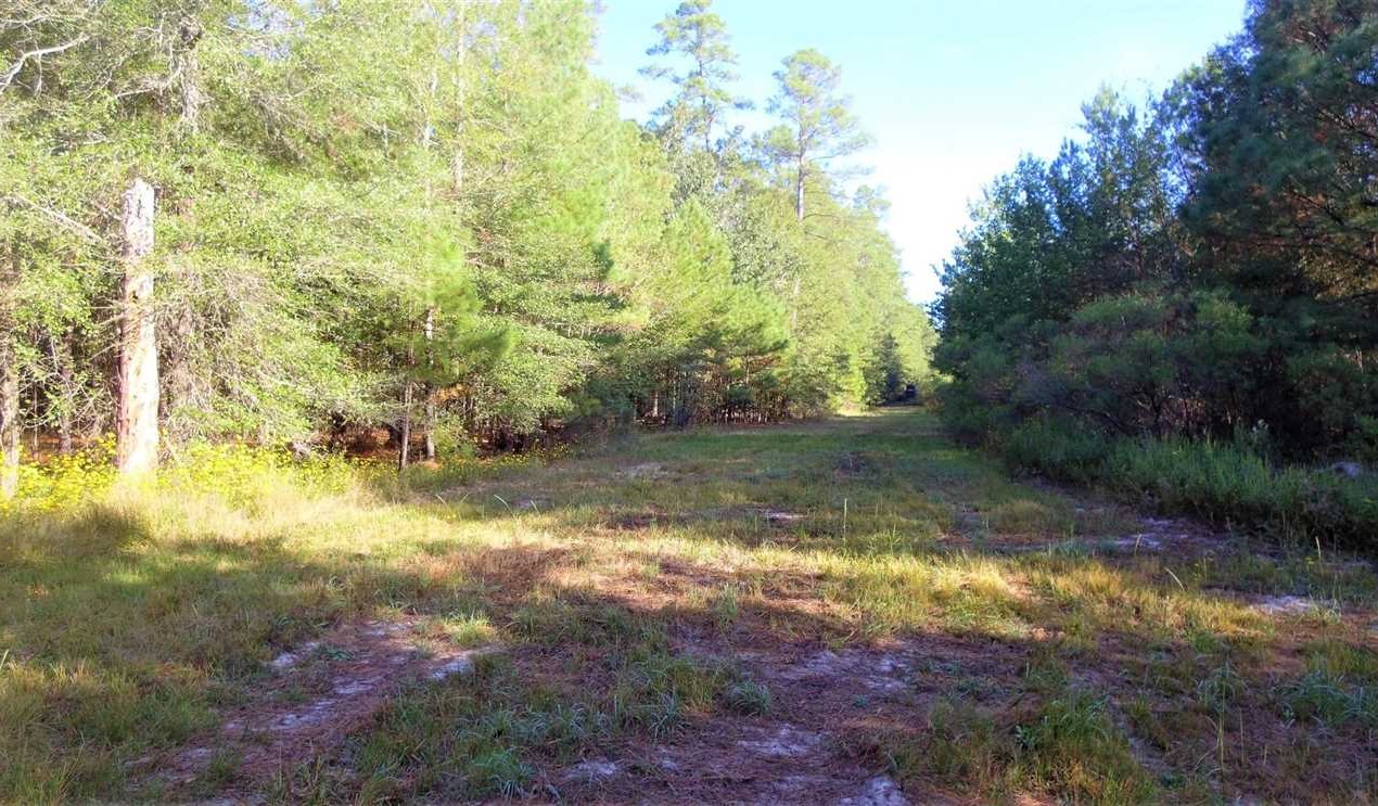Cotton Valley land available for purchase