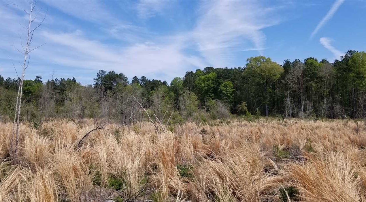 39.02 Acres of Recreational land for sale in Florien, sabine County, Louisiana
