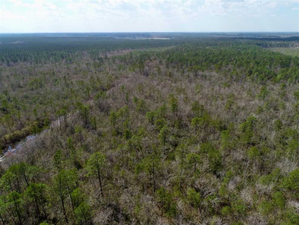 92 Acres of Hunting Land For Sale in Martin County NC! Real estate listing