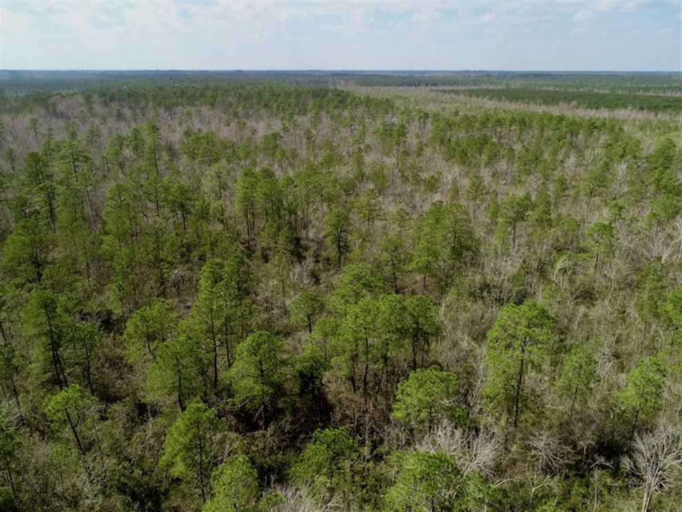 Timberland real estate available to buy