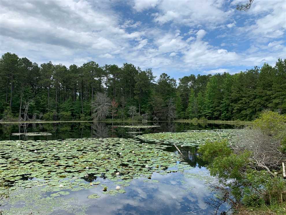 The Back Eighty, Jackson Parish, 80 Acres +/- Real estate listing