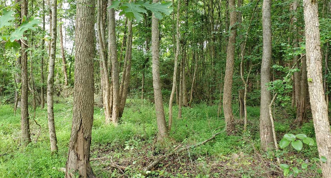 Land for sale to buy in 28043 zip code