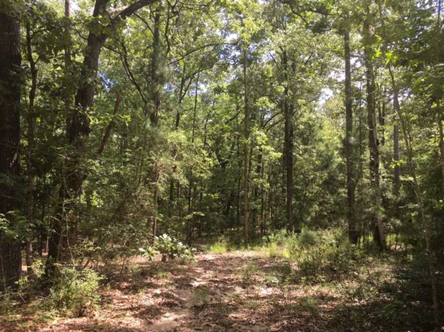 sabine County, Louisiana property for sale