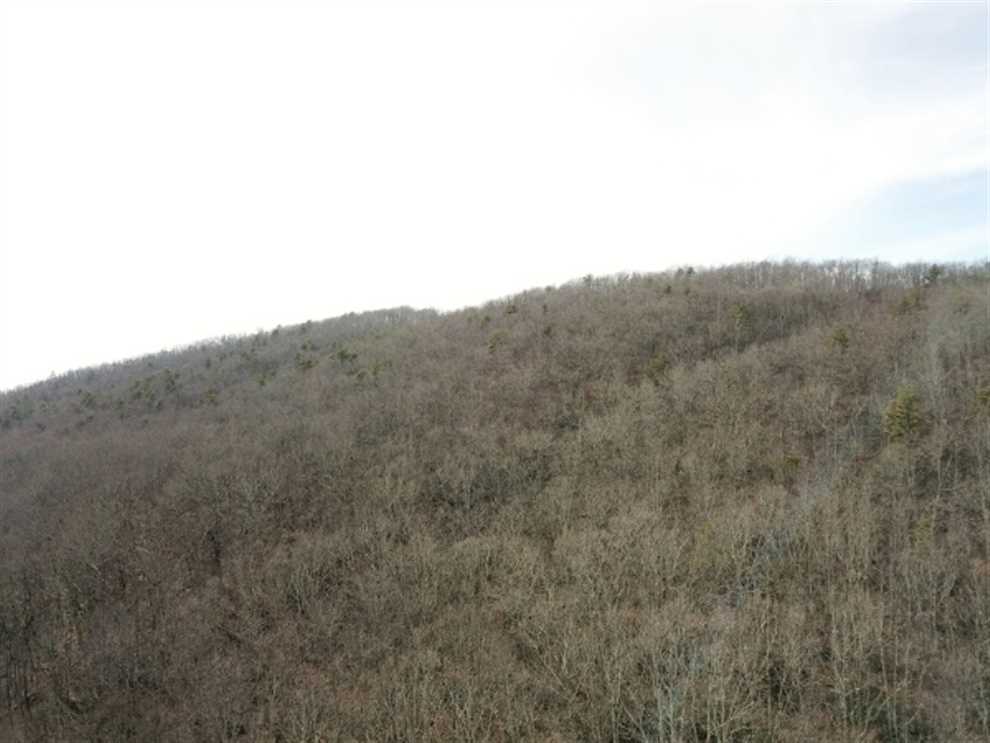 REDUCED!! 73 Acres of Hunting and Recreational Land for Sale in Tazewell County VA! Real estate listing