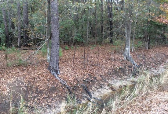 50 Acres of Land for Sale in calcasieu County Louisiana