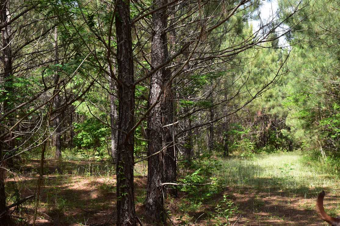 nevada County, Arkansas property for sale