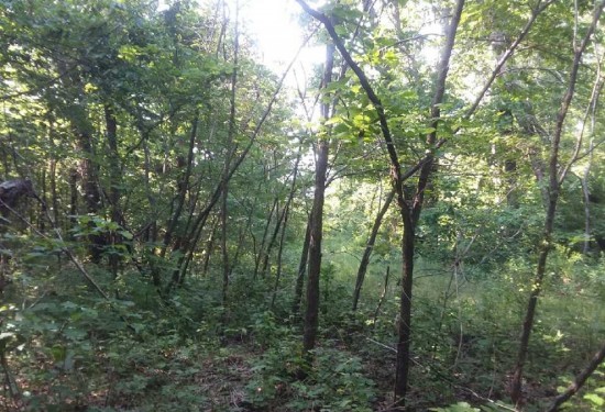 20 Acres of Land for Sale in searcy County Arkansas