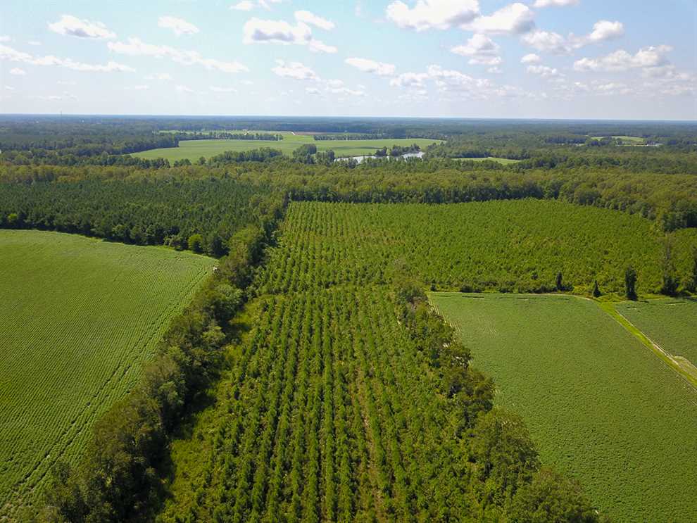 Timberland real estate available to buy