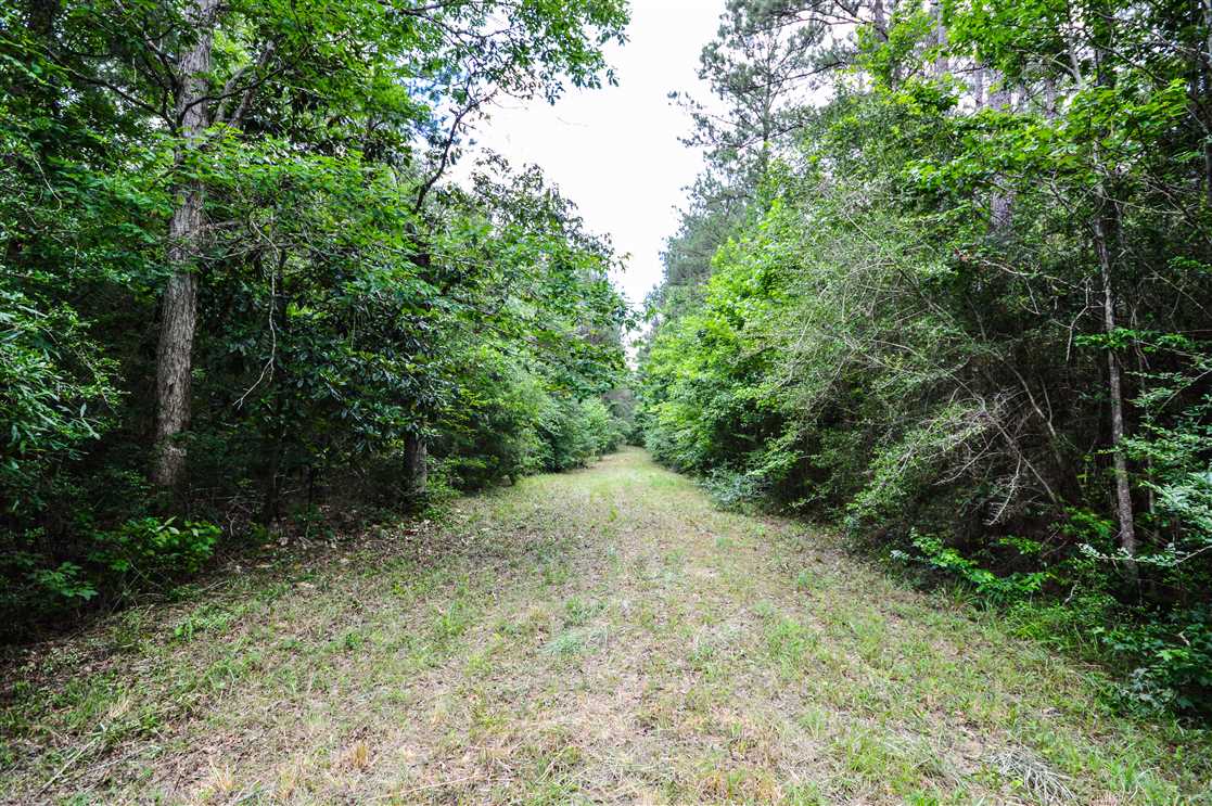 108 Acres of Timberland land for sale in woodville, tyler County, Texas