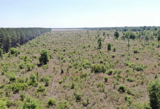 40.92 Acres of Land for Sale in hamilton County Florida