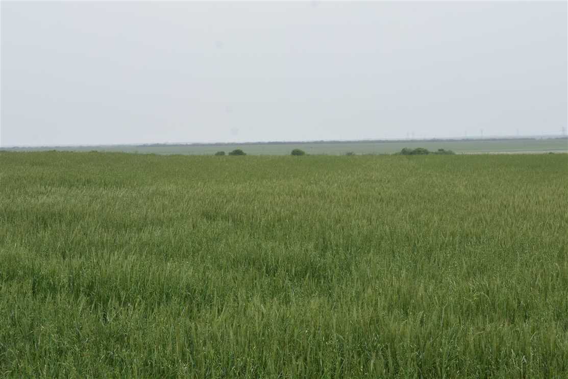 269.17 Acres of Land for sale in wichita County, Texas
