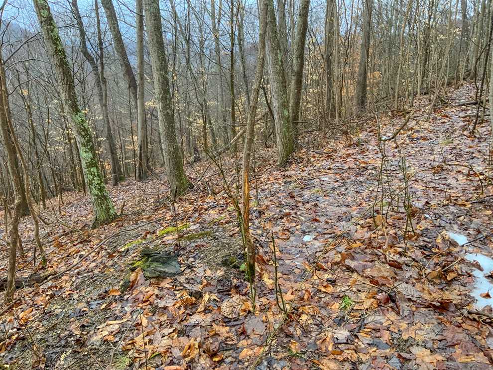 Lapperel Rd - 32 acres - Pike County Real estate listing