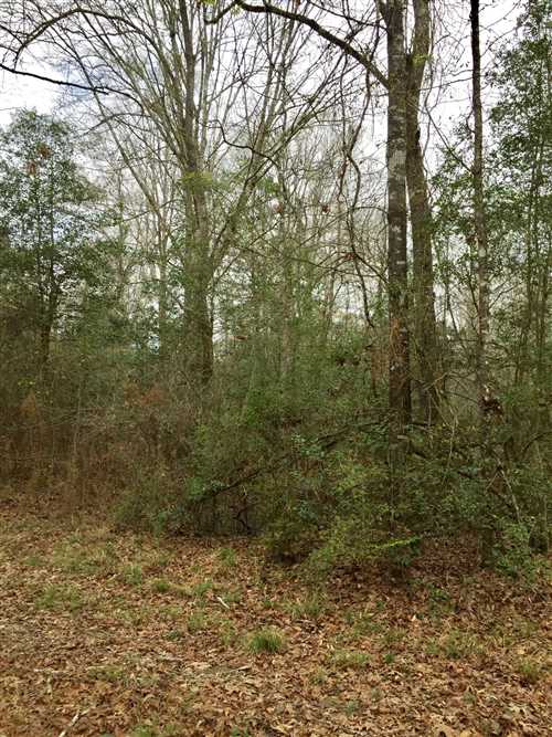 Chitto Creek, Beauregard Parish, +/- 41 Acres Real estate listing