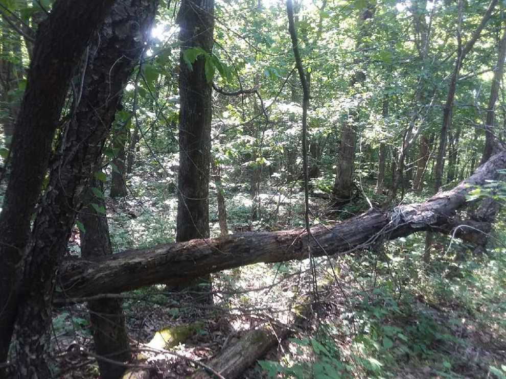 Timberland real estate available to buy