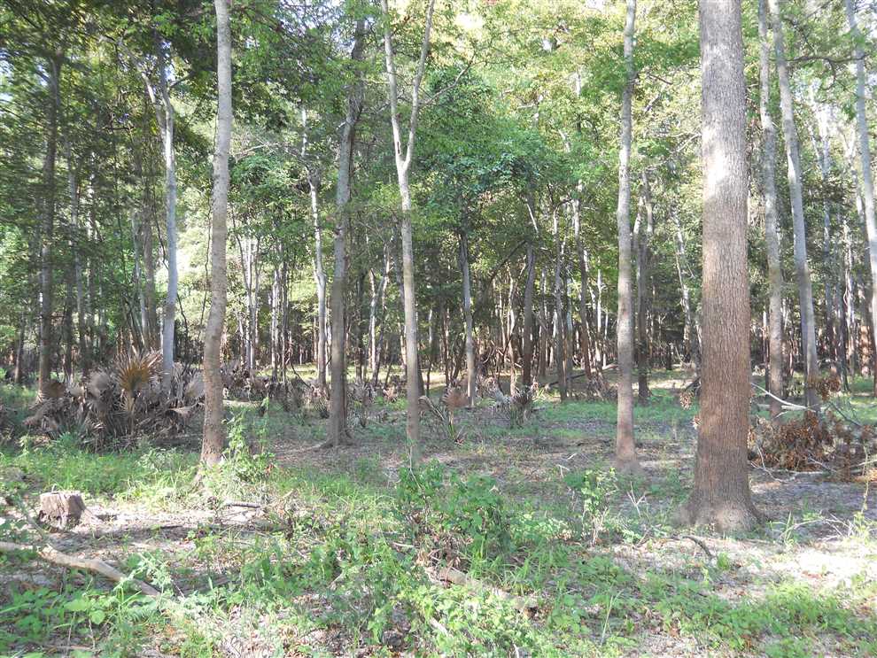 Timberland real estate available to buy