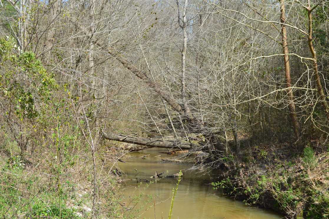 723 Acres Timber and Recreational Land for Sale, Montgomery Co., Mississippi Real estate listing