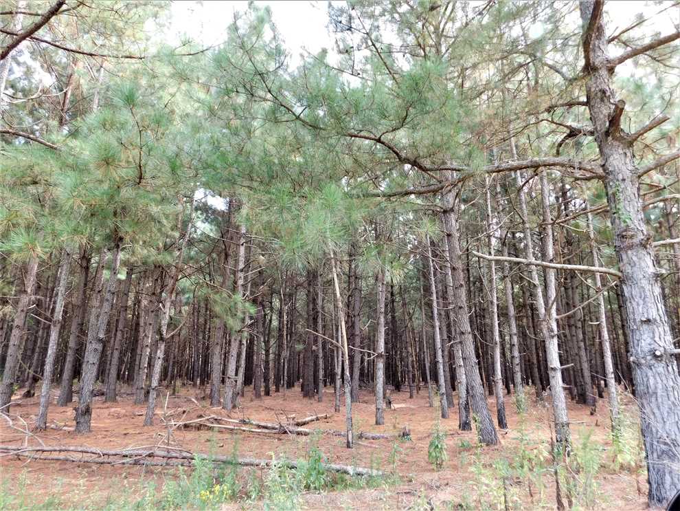 163 Acres of Residential land for sale in New Zion, clarendon County, South Carolina