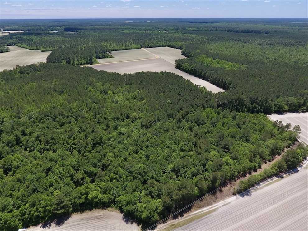 656 Acres of Hunting, Investment, and Timber Land For Sale In Bladen County, NC! Real estate listing