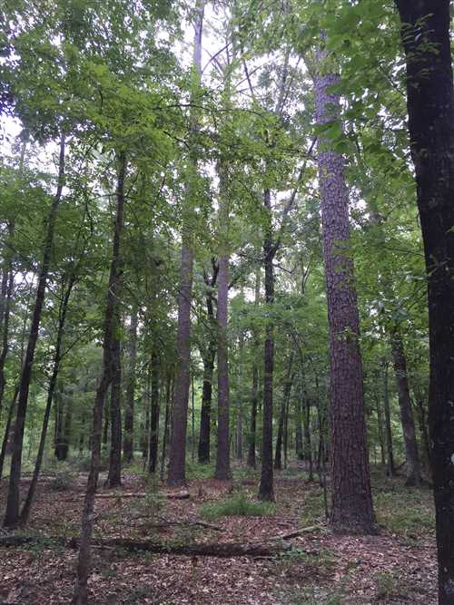 Timberland real estate available to buy