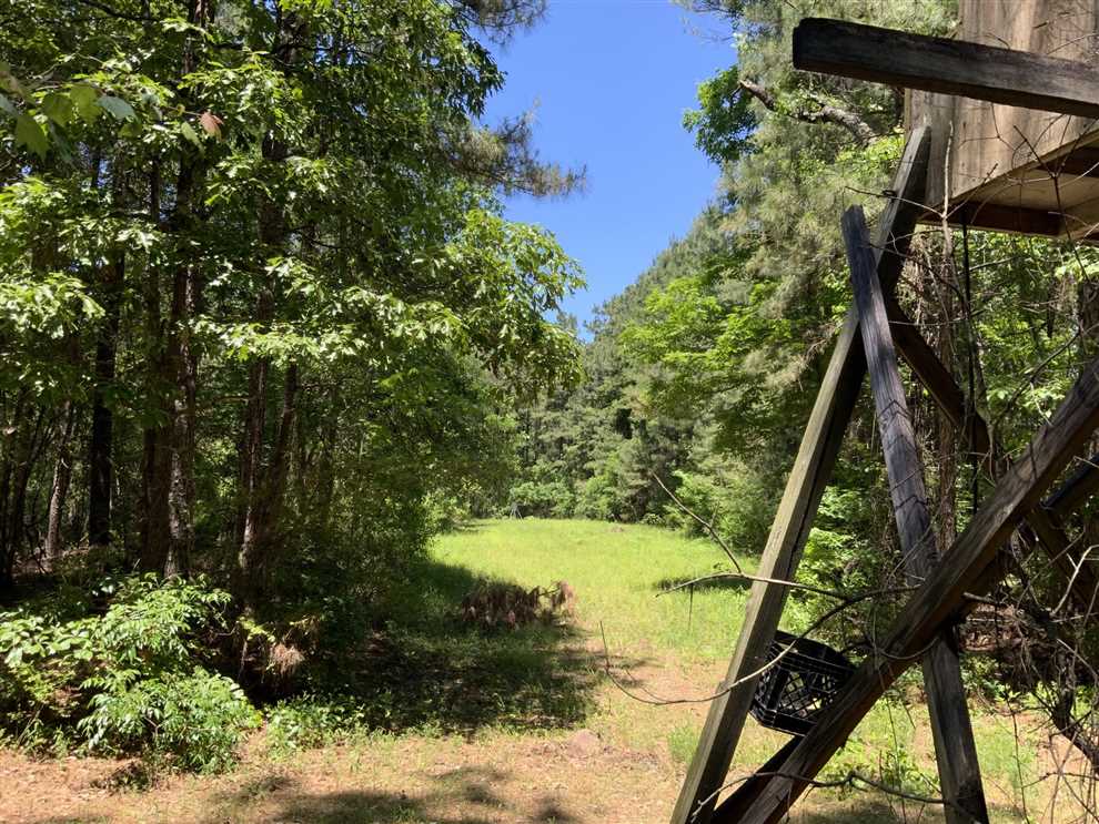 Tarpley Forest Tract of Grant Parish, 160 Acres +/- Real estate listing