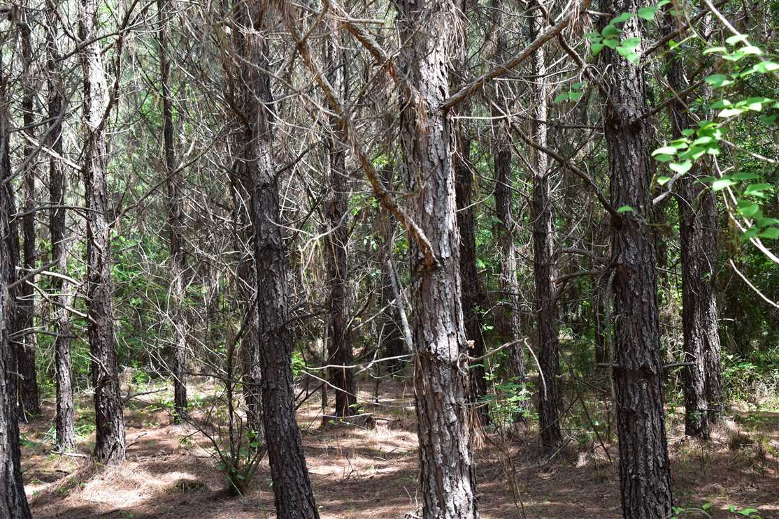 Land for sale at Hwy 76
