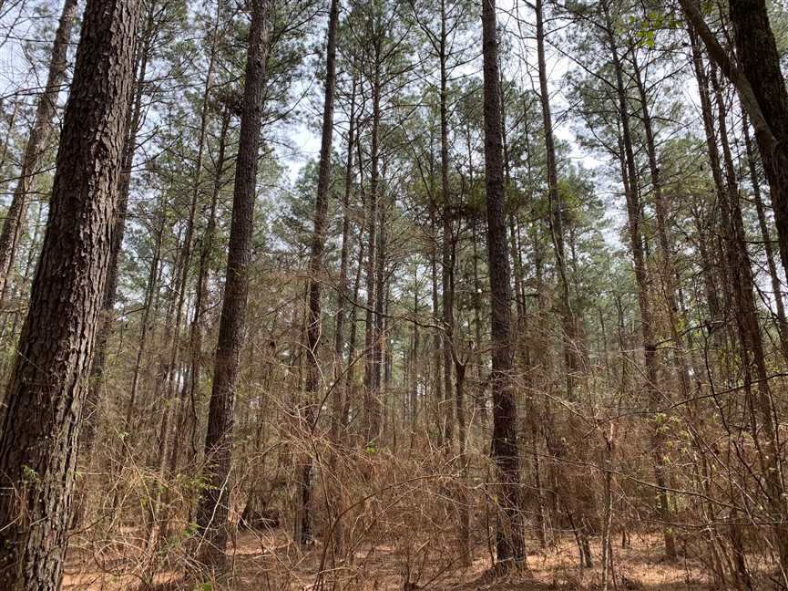 70 Acres of Recreational land for sale in Downsville, union County, Louisiana