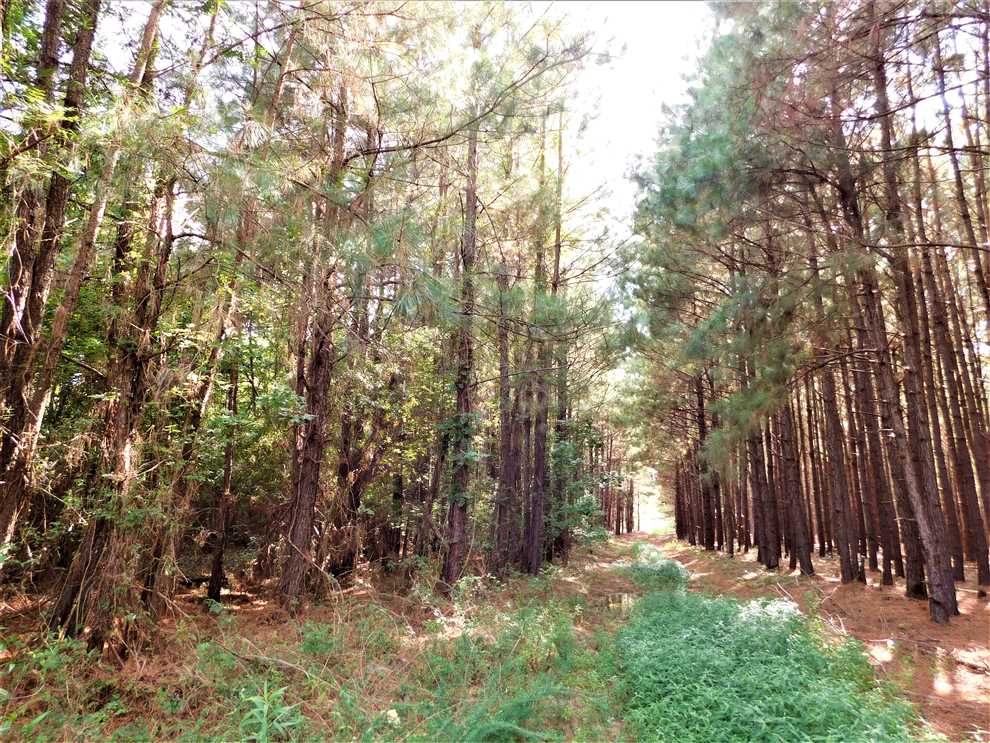 Land for sale to buy in 29111 zip code