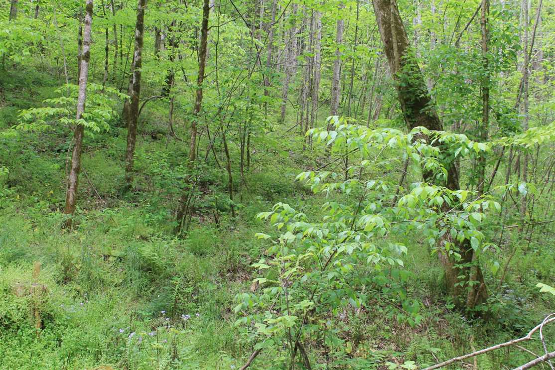 Recreational and   property for sale on The Land Market