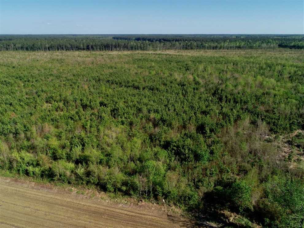 REDUCED!  218 Acres of Hunting and Timber Land For Sale in Gates County NC! Real estate listing