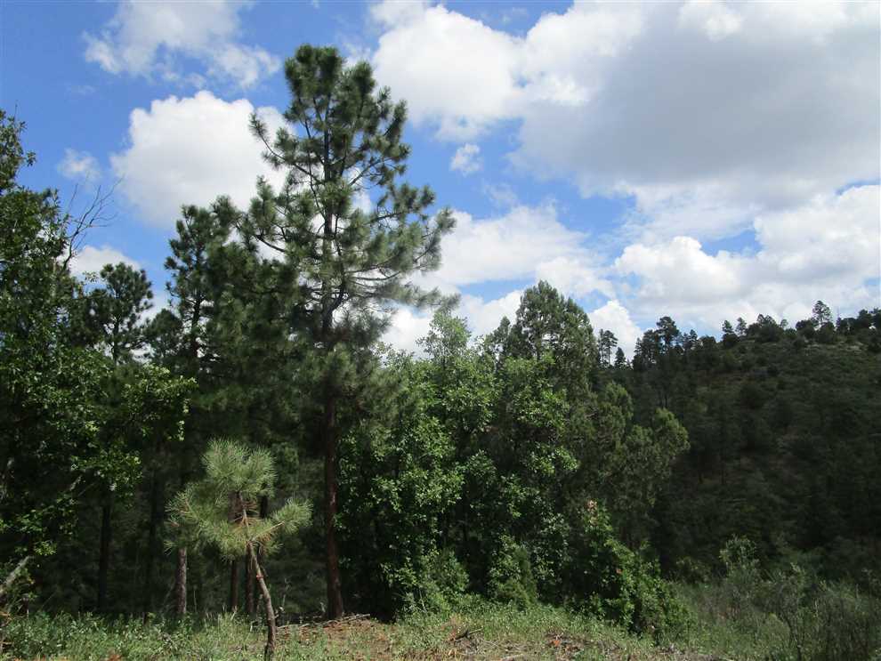 Ruidoso Acreage Neighboring Nat'l Forest Real estate listing