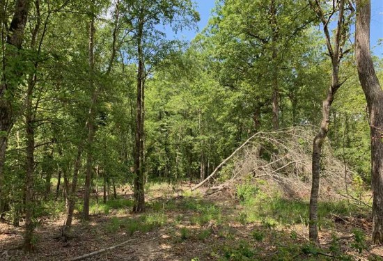 88.2 Acres of Land for Sale in jackson County Louisiana
