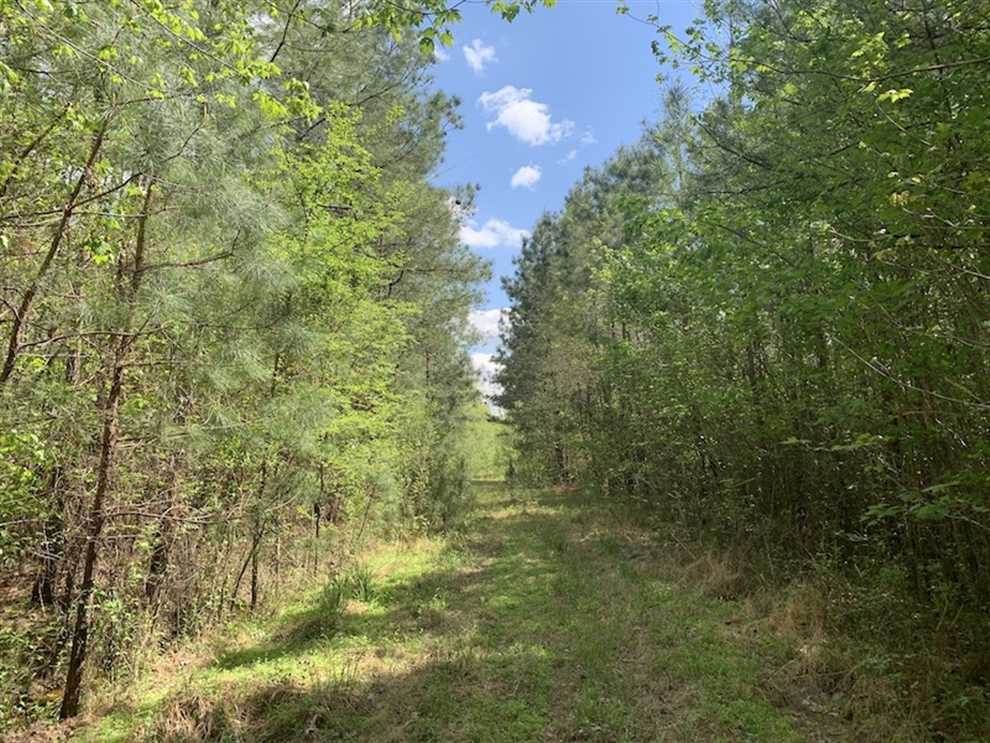Timberland real estate available to buy